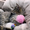 грациозный котенок-леопардик в добрые руки - <ro>Изображение</ro><ru>Изображение</ru> #1, <ru>Объявление</ru> #369370