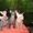 Шикарные  голые котята Донского Сфинкса в Киеве. - <ro>Изображение</ro><ru>Изображение</ru> #2, <ru>Объявление</ru> #362802