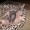 Шикарные  голые котята Донского Сфинкса в Киеве. - <ro>Изображение</ro><ru>Изображение</ru> #3, <ru>Объявление</ru> #362802
