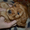 Продаются рыженькие щенки английского кокера-спаниеля! - <ro>Изображение</ro><ru>Изображение</ru> #1, <ru>Объявление</ru> #339236