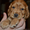 Продаются рыженькие щенки английского кокера-спаниеля! - <ro>Изображение</ro><ru>Изображение</ru> #5, <ru>Объявление</ru> #339236