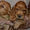 Продаются рыженькие щенки английского кокера-спаниеля! - <ro>Изображение</ro><ru>Изображение</ru> #6, <ru>Объявление</ru> #339236