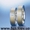 Обручальные кольца. Помолвочные кольца - <ro>Изображение</ro><ru>Изображение</ru> #7, <ru>Объявление</ru> #359995