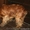 Куплю щенка англ.коккер-спаниэля(чистокр.) мальч. рыжего до 1.5 мес. #358934