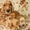Куплю щенка англ.коккер-спаниэля(чистокр.) мальч. рыжего до 1.5 мес. - <ro>Изображение</ro><ru>Изображение</ru> #3, <ru>Объявление</ru> #358934