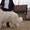 Подрощенные щенки Южнорусской овчарки (ЮРО,  южак)