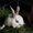  кролики,супер.розводятса в отличных условиях - <ro>Изображение</ro><ru>Изображение</ru> #2, <ru>Объявление</ru> #358539