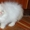 Котята персидские чистопородные     - <ro>Изображение</ro><ru>Изображение</ru> #1, <ru>Объявление</ru> #369096