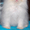 Котята персидские чистопородные     - <ro>Изображение</ro><ru>Изображение</ru> #2, <ru>Объявление</ru> #369096