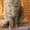 Котята самой крупной домашней кошки - мейн кун. #351131