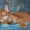 Котята самой крупной домашней кошки - мейн кун. - <ro>Изображение</ro><ru>Изображение</ru> #3, <ru>Объявление</ru> #351131