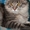 Котята самой крупной домашней кошки - мейн кун. - <ro>Изображение</ro><ru>Изображение</ru> #4, <ru>Объявление</ru> #351131