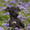 ПРОДАЕТСЯ ПЕРСПЕКТИВНЫЙ щенок левретки - <ro>Изображение</ro><ru>Изображение</ru> #5, <ru>Объявление</ru> #326669