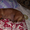 Передержка собак в Киеве, пансион для собак в квартире - <ro>Изображение</ro><ru>Изображение</ru> #2, <ru>Объявление</ru> #366100