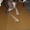 Передержка собак в Киеве, пансион для собак в квартире - <ro>Изображение</ro><ru>Изображение</ru> #4, <ru>Объявление</ru> #366100