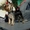 щенки йоркширского терьера, перспективные для выставок, 7 месяцев - <ro>Изображение</ro><ru>Изображение</ru> #3, <ru>Объявление</ru> #382002