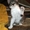МАСКА, веселая котёнка, 07.2011 - <ro>Изображение</ro><ru>Изображение</ru> #3, <ru>Объявление</ru> #374909