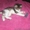 Шикарный сибирский котенок 1,5 м. в добрые руки - <ro>Изображение</ro><ru>Изображение</ru> #4, <ru>Объявление</ru> #376647