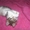 Шикарный сибирский котенок 1,5 м. в добрые руки - <ro>Изображение</ro><ru>Изображение</ru> #3, <ru>Объявление</ru> #376647