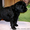 Очаровательные щенки русского черного терьера, кобели для вязок - <ro>Изображение</ro><ru>Изображение</ru> #2, <ru>Объявление</ru> #394043