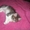 Шикарный сибирский котенок 1,5 м. в добрые руки - <ro>Изображение</ro><ru>Изображение</ru> #5, <ru>Объявление</ru> #376647