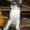 МАСКА, веселая котёнка, 07.2011 - <ro>Изображение</ro><ru>Изображение</ru> #4, <ru>Объявление</ru> #374909
