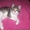 Шикарный сибирский котенок 1, 5 м. в добрые руки