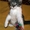МАСКА, веселая котёнка, 07.2011 - <ro>Изображение</ro><ru>Изображение</ru> #1, <ru>Объявление</ru> #374909