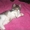 Шикарный сибирский котенок 1,5 м. в добрые руки - <ro>Изображение</ro><ru>Изображение</ru> #2, <ru>Объявление</ru> #376647