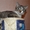 Котенок-болтун Марек 3 м.  - <ro>Изображение</ro><ru>Изображение</ru> #3, <ru>Объявление</ru> #371286