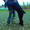 Очаровательные щенки русского черного терьера, кобели для вязок - <ro>Изображение</ro><ru>Изображение</ru> #4, <ru>Объявление</ru> #394043