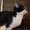 Котенок Том Сойэр в юбке в дар - <ro>Изображение</ro><ru>Изображение</ru> #4, <ru>Объявление</ru> #362592