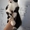 Котенок Том Сойэр в юбке в дар - <ro>Изображение</ro><ru>Изображение</ru> #6, <ru>Объявление</ru> #362592