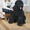 Очаровательные щенки русского черного терьера, кобели для вязок - <ro>Изображение</ro><ru>Изображение</ru> #5, <ru>Объявление</ru> #394043