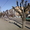 обрезка деревьев киев #369976