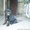 кане-корсо черного окраса щенков 
