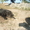кане-корсо черного окраса щенков  - <ro>Изображение</ro><ru>Изображение</ru> #2, <ru>Объявление</ru> #392087