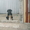 кане-корсо черного окраса щенков  - <ro>Изображение</ro><ru>Изображение</ru> #4, <ru>Объявление</ru> #392087
