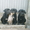 кане-корсо черного окраса щенков  - <ro>Изображение</ro><ru>Изображение</ru> #5, <ru>Объявление</ru> #392087