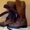 Продам женские кожаные осенние ботинки - <ro>Изображение</ro><ru>Изображение</ru> #1, <ru>Объявление</ru> #391853