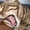 котёнка камышового кота - <ro>Изображение</ro><ru>Изображение</ru> #2, <ru>Объявление</ru> #411521