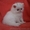продам персидских котят. Окрас белый, глаза голубые - <ro>Изображение</ro><ru>Изображение</ru> #2, <ru>Объявление</ru> #414036