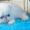 продам персидских котят. Окрас белый, глаза голубые - <ro>Изображение</ro><ru>Изображение</ru> #1, <ru>Объявление</ru> #414036