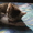 Отдам милых котят в заботливые руки - <ro>Изображение</ro><ru>Изображение</ru> #3, <ru>Объявление</ru> #416362