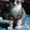 Отдам милых котят в заботливые руки - <ro>Изображение</ro><ru>Изображение</ru> #8, <ru>Объявление</ru> #416362