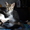 Отдам милых котят в заботливые руки - <ro>Изображение</ro><ru>Изображение</ru> #9, <ru>Объявление</ru> #416362