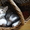 Отдам милых котят в заботливые руки - <ro>Изображение</ro><ru>Изображение</ru> #4, <ru>Объявление</ru> #416362