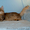 Лесные сибирские котята  редких окрасов - <ro>Изображение</ro><ru>Изображение</ru> #2, <ru>Объявление</ru> #419069
