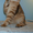 Лесные сибирские котята  редких окрасов #419069