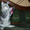 Лесные сибирские котята  редких окрасов - <ro>Изображение</ro><ru>Изображение</ru> #3, <ru>Объявление</ru> #419069